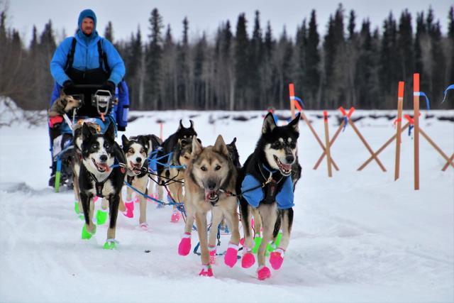 因为雪橇犬不是这样工作的