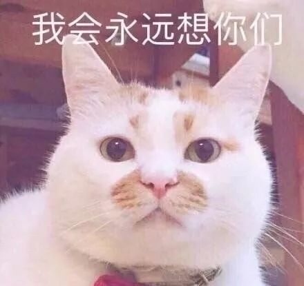 搞笑永远楼楼表情包,一只不愿意面对现实的小猫猪