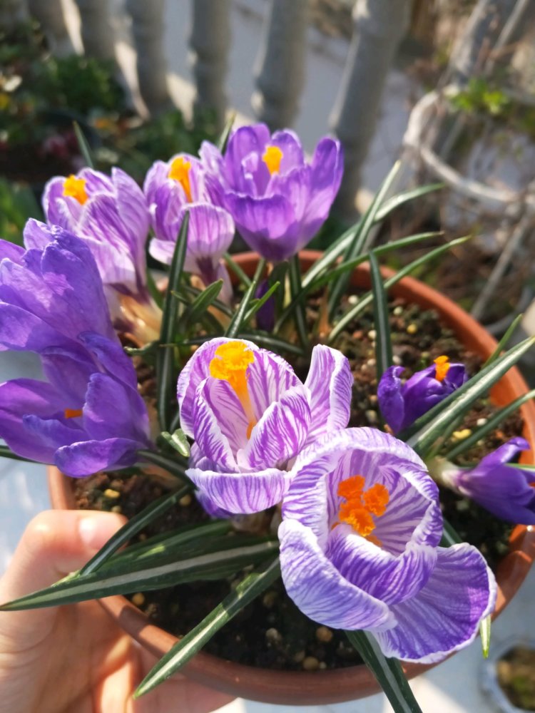 此花是世界名花,适合冬天种,丢土里就能活,开花早,漂亮又芳香
