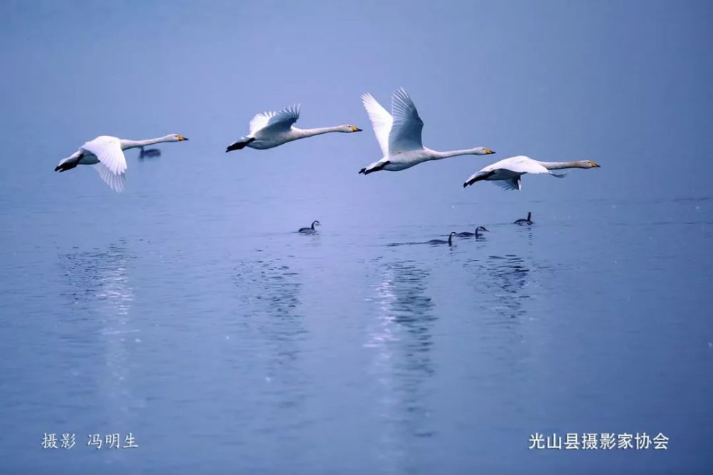 天鹅来了!信阳这个湖成了"天鹅湖"