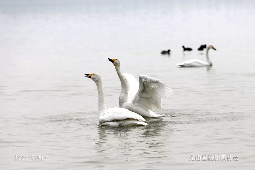 天鹅来了!信阳这个湖成了"天鹅湖"