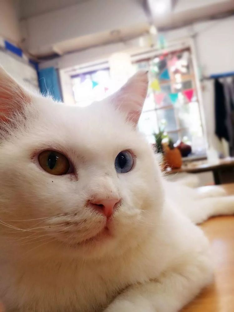 猫咪异色瞳出院后突然消失!