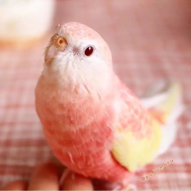 超级漂亮的七彩小鸟,粉色鹦鹉,鸟界颜值担当,简直是从