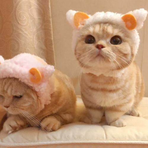 超火可爱
