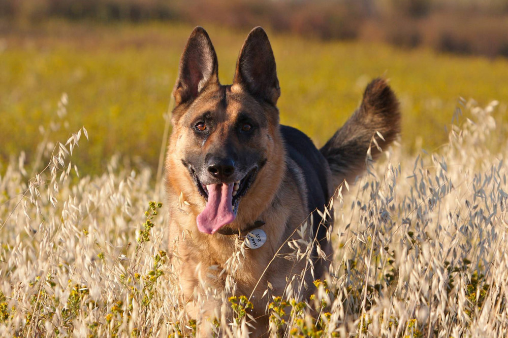 它们经常出现在世界各地的军犬,警犬,搜救犬,导盲犬和家养宠物犬等