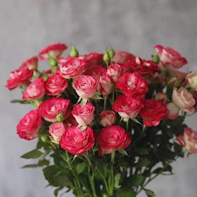 鲜切花玫瑰品种最全篇,更多新品惊艳出世,玫瑰的浪漫