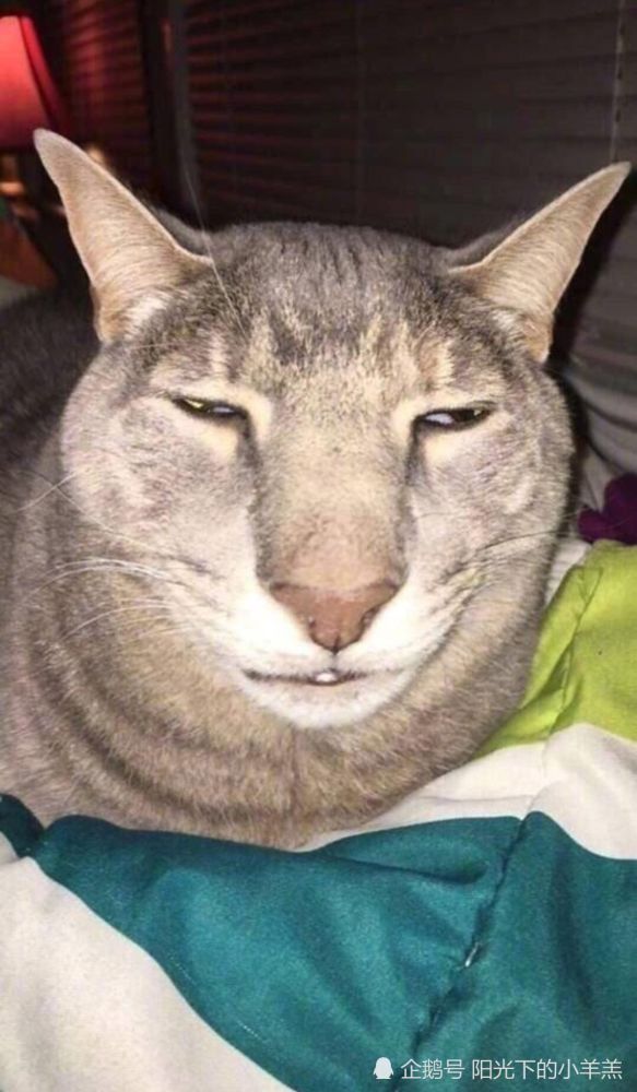 猫中孙红雷不解释,和牛头梗一样传说级别的动物.