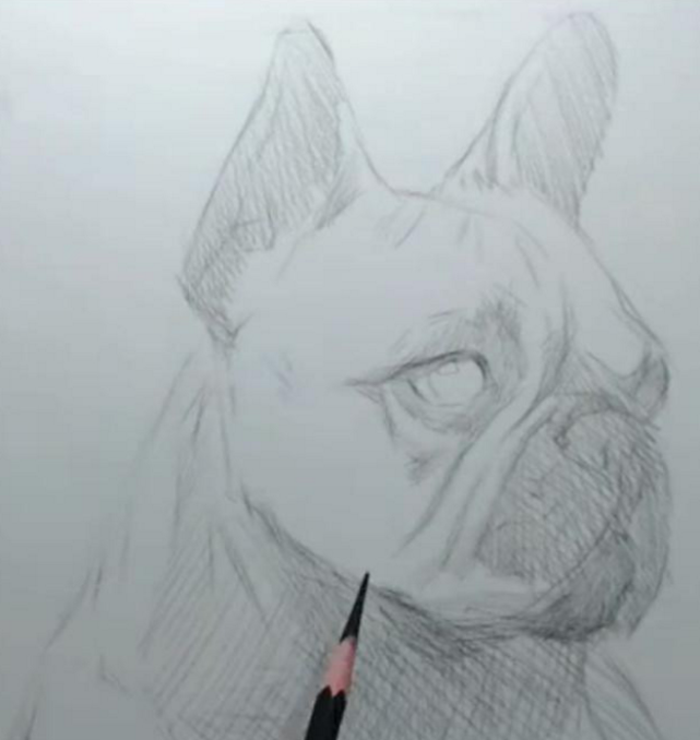 美术生教大家画斗牛犬,素描也可以有质感,毛发都看的