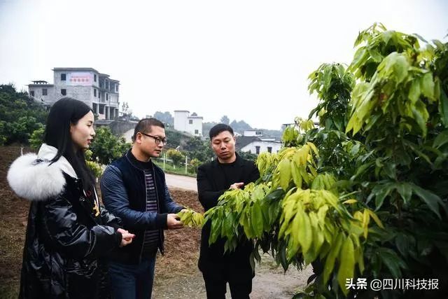 卖不到好价钱但价格低廉,没有销路当时 家乡荔枝漫山遍野袁海通回忆