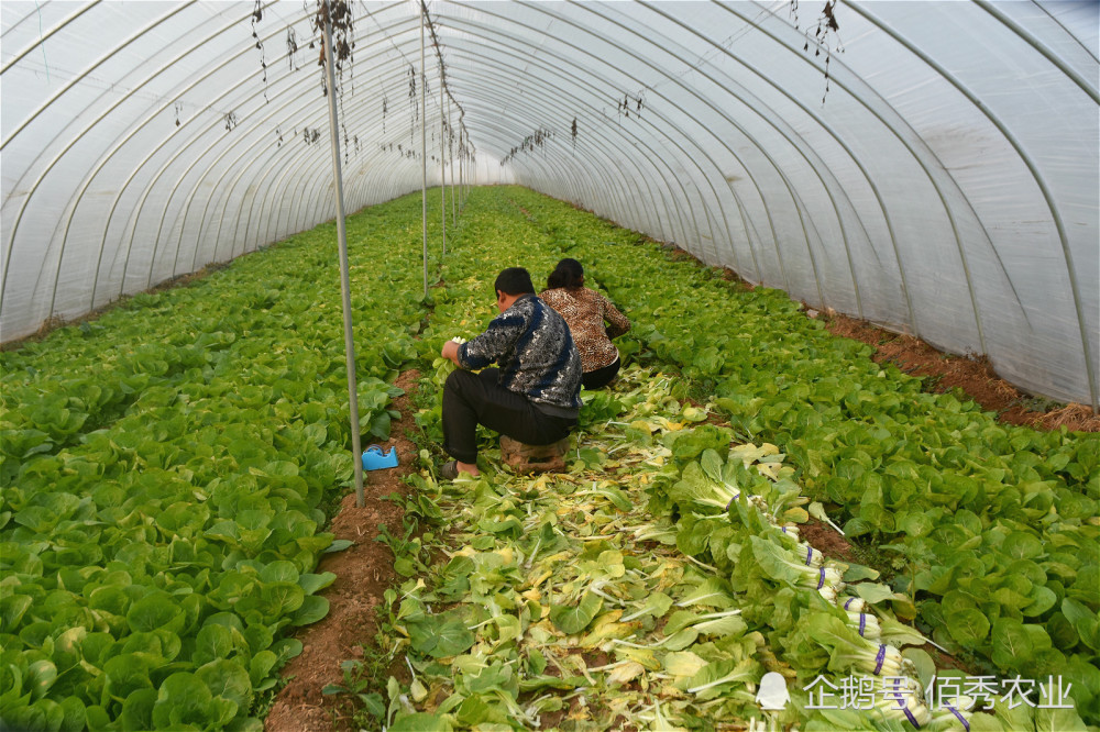 农产国潮丨农民种植冷门蔬菜,形似小白菜,30天即可采摘,人称"高速菜"