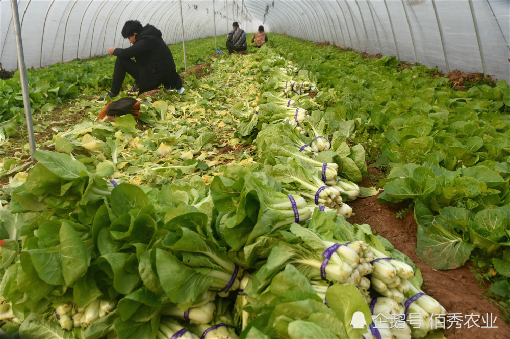 农产国潮丨农民种植冷门蔬菜,形似小白菜,30天即可采摘,人称"高速菜"