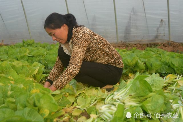 农产国潮丨农民种植冷门蔬菜,形似小白菜,30天即可采摘,人称"高速菜"