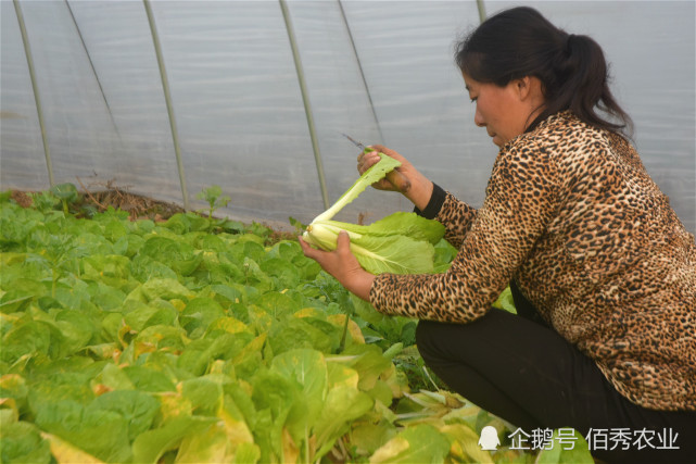 农产国潮丨农民种植冷门蔬菜,形似小白菜,30天即可采摘,人称"高速菜"