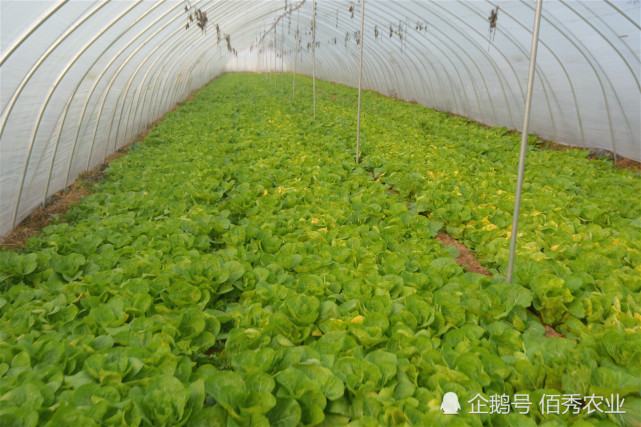 农产国潮丨农民种植冷门蔬菜,形似小白菜,30天即可采摘,人称"高速菜"