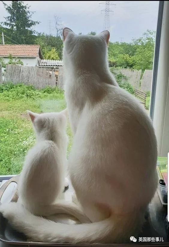 猫咪的背影杀!真的怎么都看不够啊!