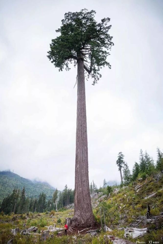 加拿大最大的树,世界上最大西部红杉树.