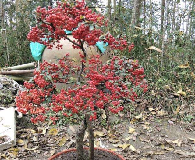 山谷下的1种果树,被称为"红子刺",1棵有200个果子,好看