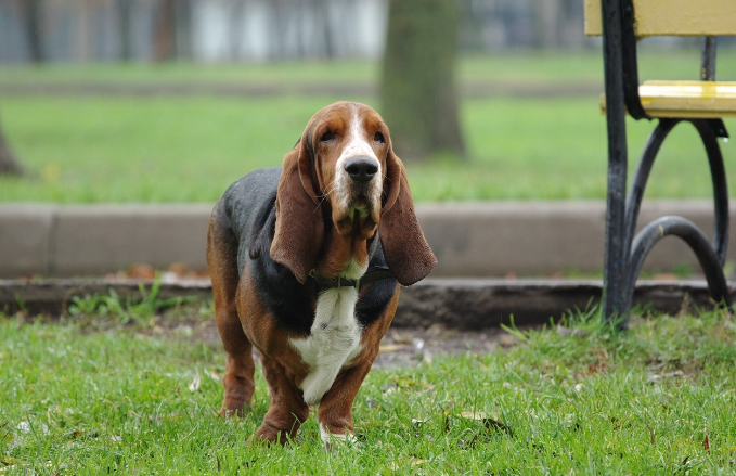 动物高清壁纸:法国短脚猎犬巴吉度,有着温和的性格