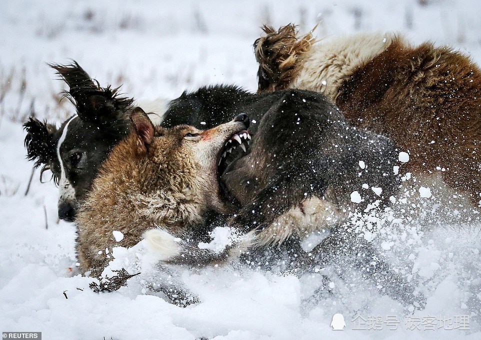 狼就是狼,狗就是狗,两条猎犬对战一匹狼捕食者却变成了猎物