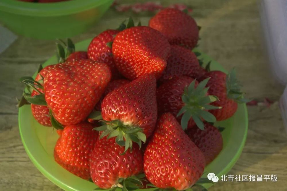 每周日来兴寿赶草莓大集 采摘品尝"莓"您不行