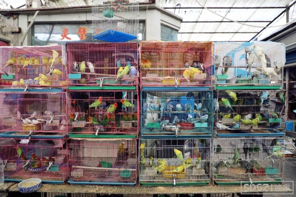 苏州盘门花鸟市场即将消失我们去见了它最后一面整个市场都在清仓