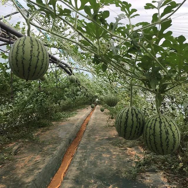 走进韩国西瓜园,这里的西瓜可以像苹果一样削皮吃