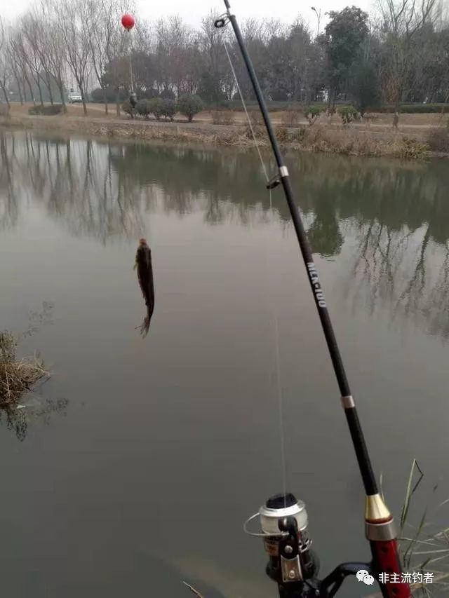 洛阳球球钓,此钓法专钓深水区大板鲫,不会的钓友赶快