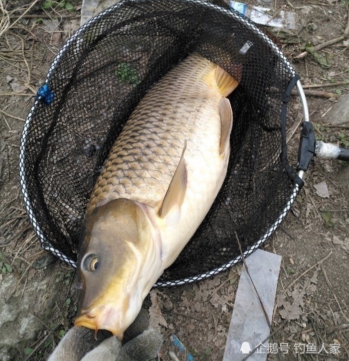 长江冬天野钓,秘制谷麦窝料钓鲤鱼,钓获一条15斤的野生鲤鱼