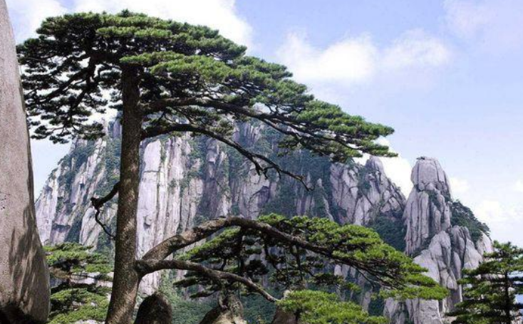 不过,对于黄山迎客松,有人说:真正的黄山迎客松很早就