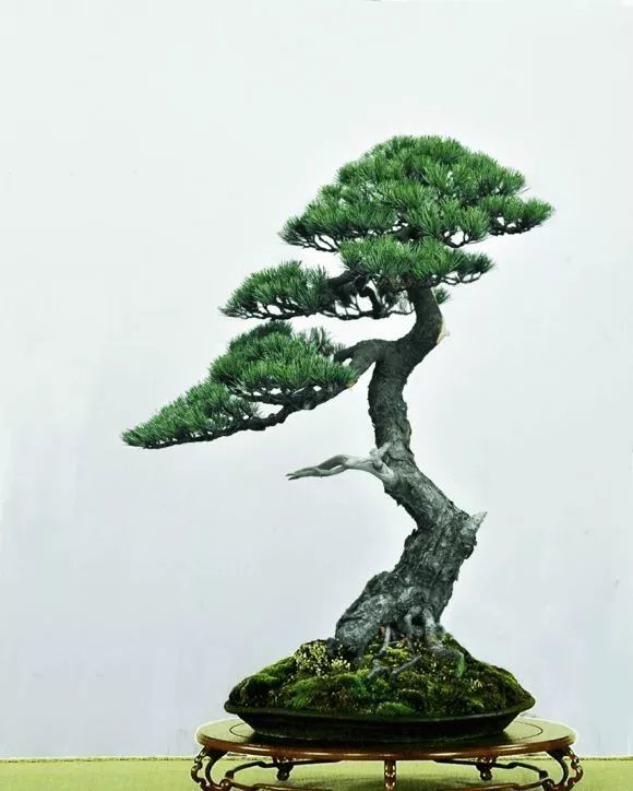 五针松盆景快速制作技术