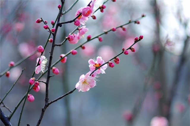 腊月梅花:春前十二月,雪后两三枝