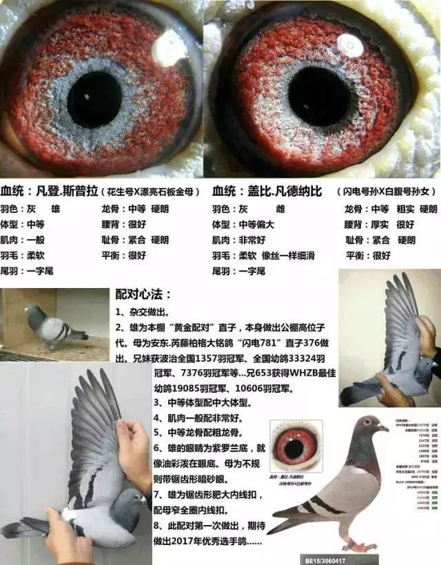 【有料】高手赛鸽配对心得图解,让你大饱眼福!