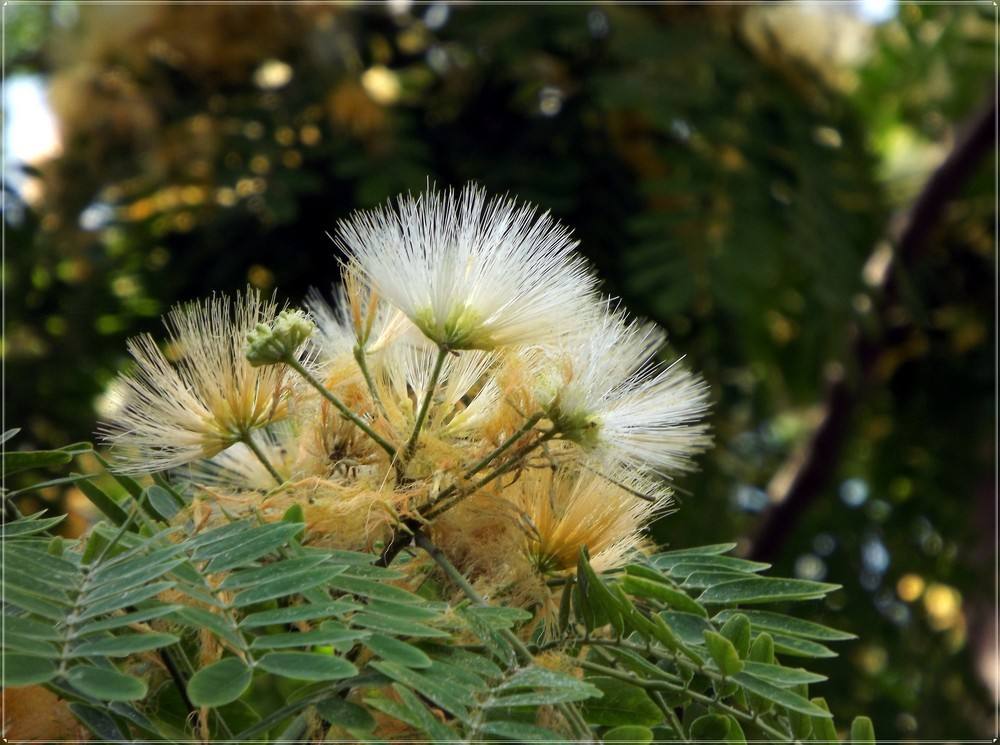 合欢花的寓意?