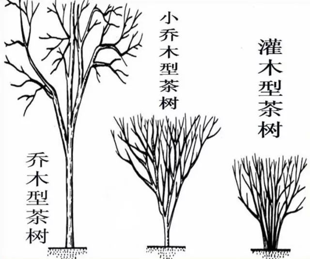 光遇忘了没有曲谱(2)