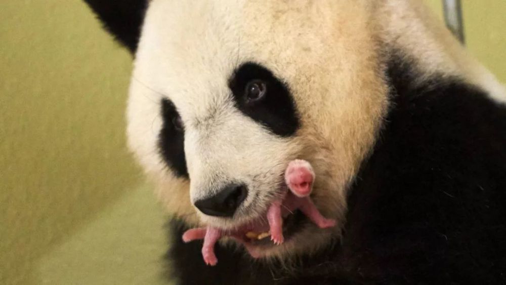 那么,细心的读者有没有看过刚出生的大熊猫的模样呢?