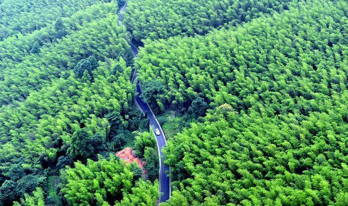 重庆永川"天下第一隐山—茶山竹海