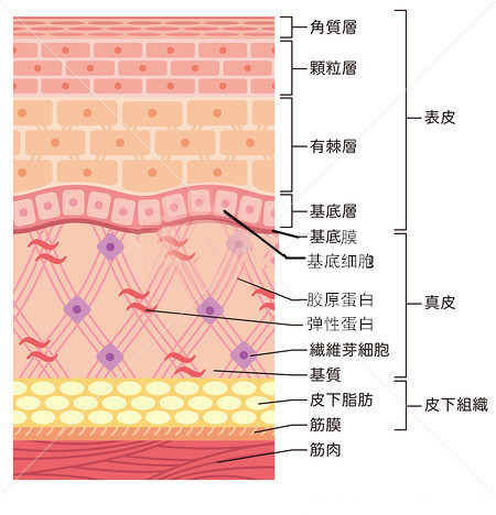 (图1 :皮肤结构)