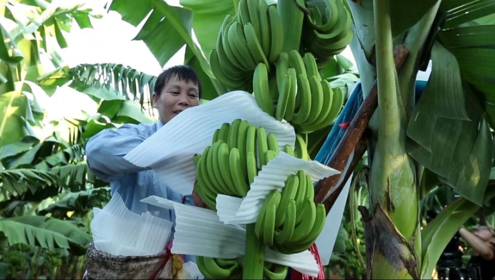 近几年,中国出现了一种"奇怪"的现象,很多原本在中国种植香蕉的企业