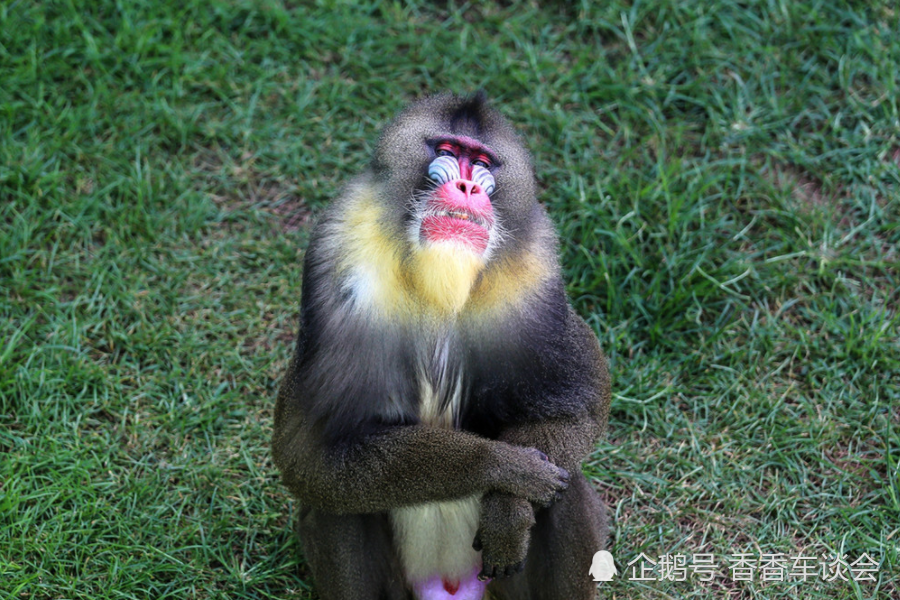 世界最凶残猴子:力气比成年人大三倍多,宁愿面对豺狼也不选择它