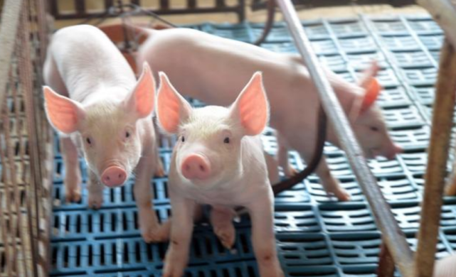 所以就算猪肉价格再上升,很多养殖户不敢轻易养殖生猪