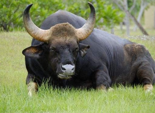 不仅体型大,白肢野牛更是出奇的结实强壮,高大威猛,比非洲野牛还要