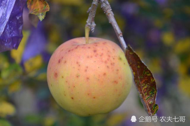 苹果炭疽叶枯病可防不可治,严重影响产量质量,到底