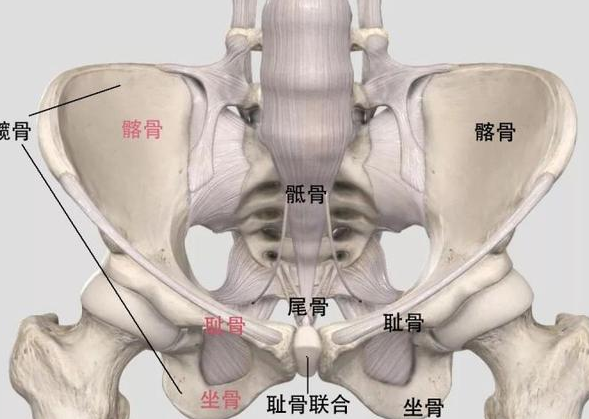 揭秘徒手骨盆修复一度成为热门话题的原因吗?看完文章就知道了