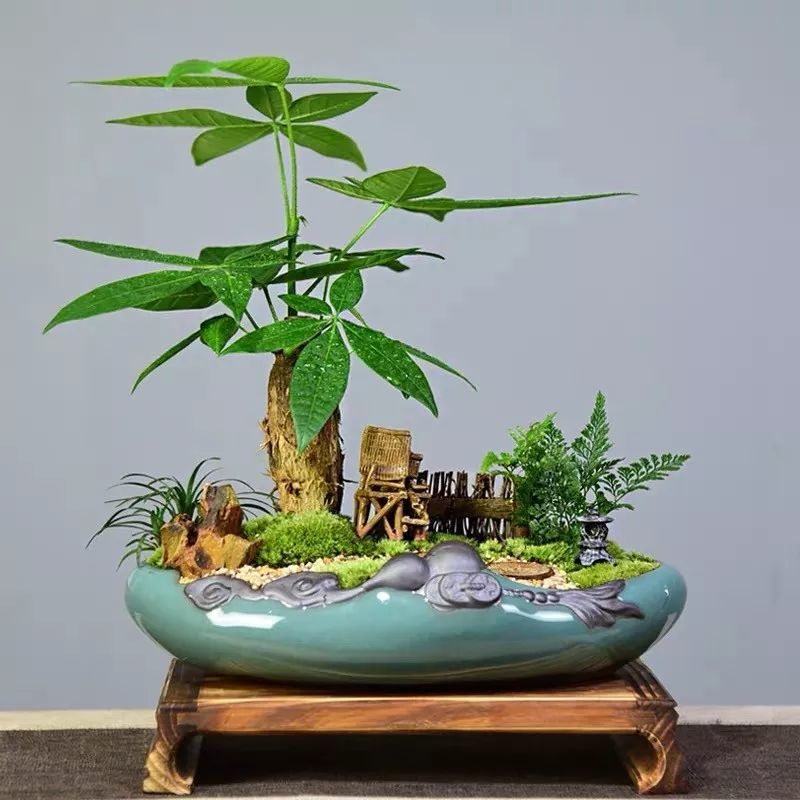2020年这八种招财开运花,一定要多养几盆,新年旺福旺运一整年!