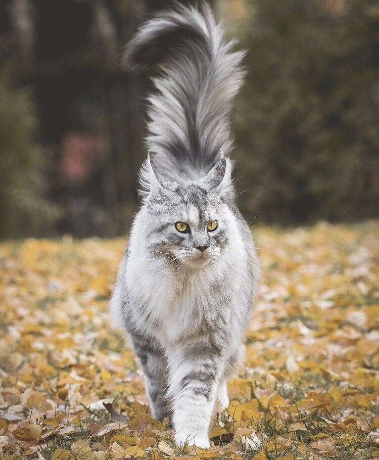 外表威风凛凛,像个酷仔的缅因猫,还有这样的一面