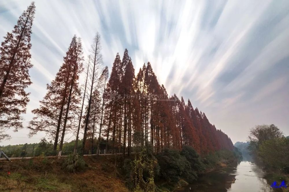 在长沙县五美社区境内的三叉河畔有连绵上十里的水杉,一片火红仿佛要