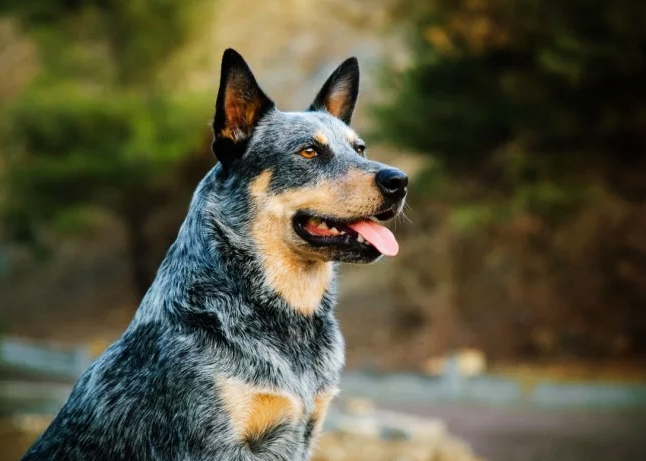 最聪明的五种中型犬种,排名第一的无可争论,是所有犬种最聪明