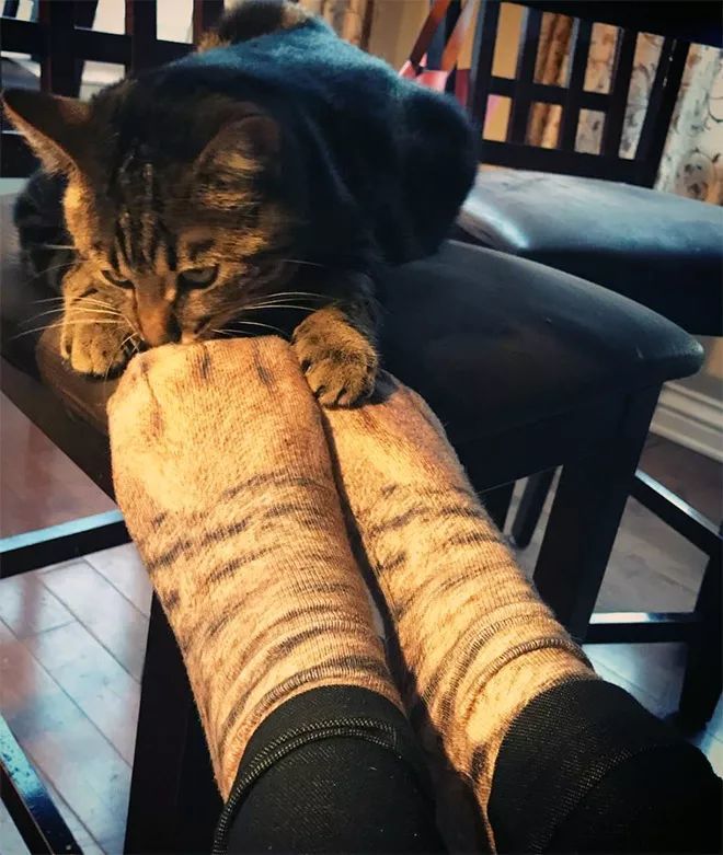 这猫爪袜子惊到我了