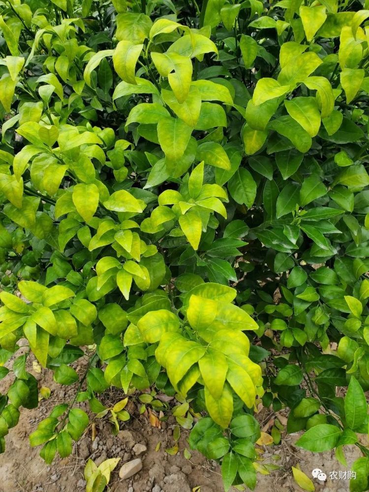 柑橘出现落叶,黄化现象,到底是缺素还是黄龙病?
