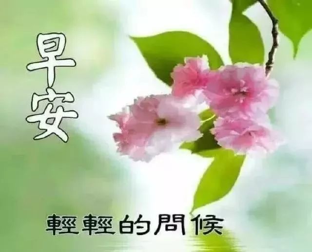 清早问候大家早上好的漂亮鲜花图片,微信早上好祝福